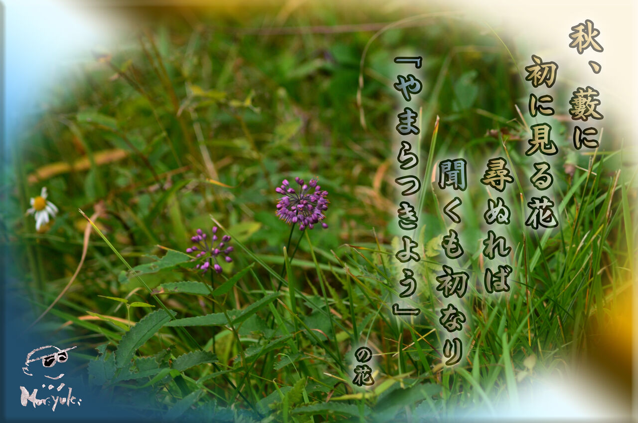 ご近所徘徊 ヤマラッキョウ 軽井沢で短歌と写真と ご近所徘徊 ヤマラッキョウ 軽井沢で短歌と写真と