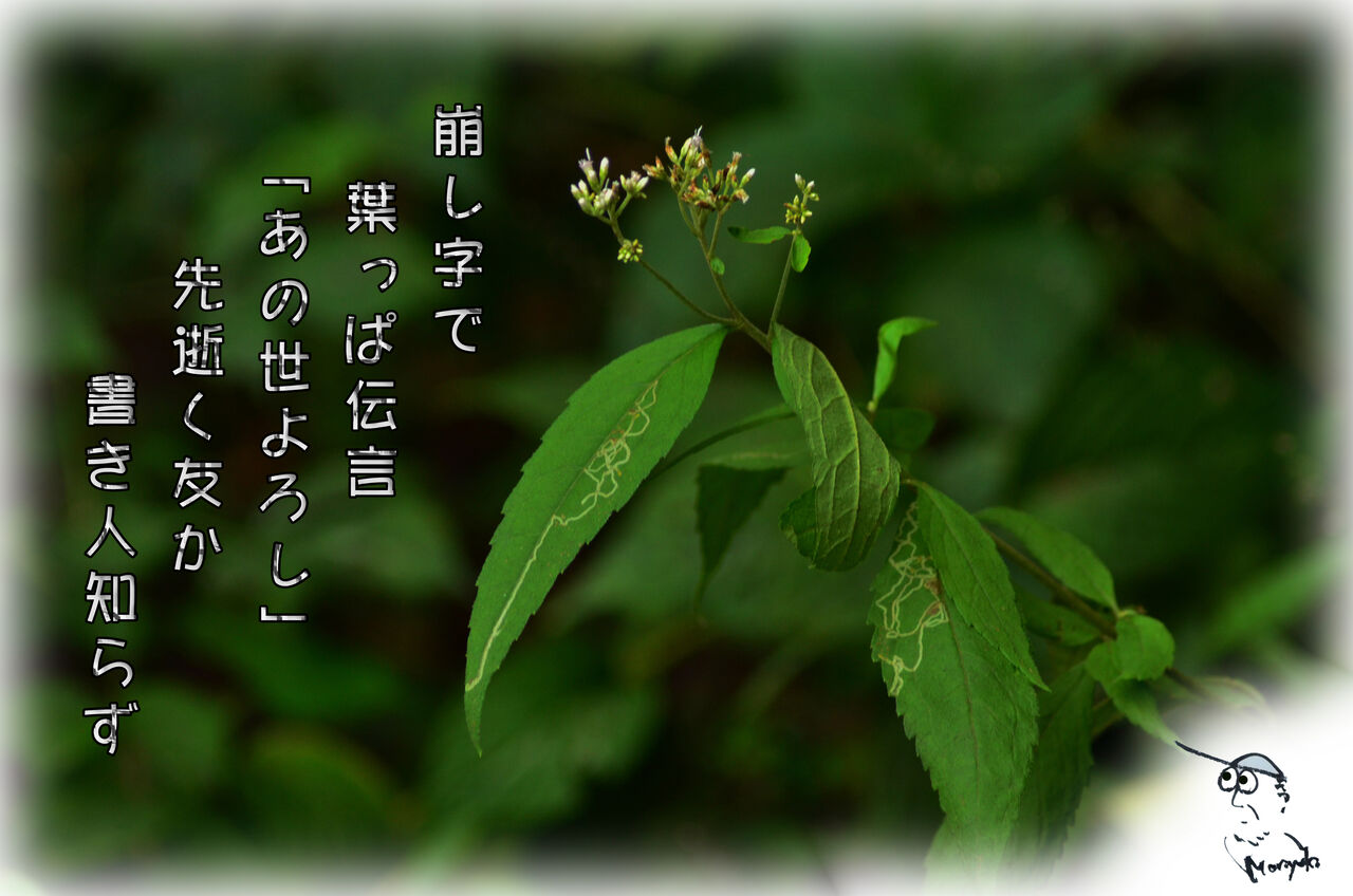 あのよろし 野の伝言板 軽井沢で短歌と写真と あのよろし 野の伝言板 軽井沢で短歌と写真と