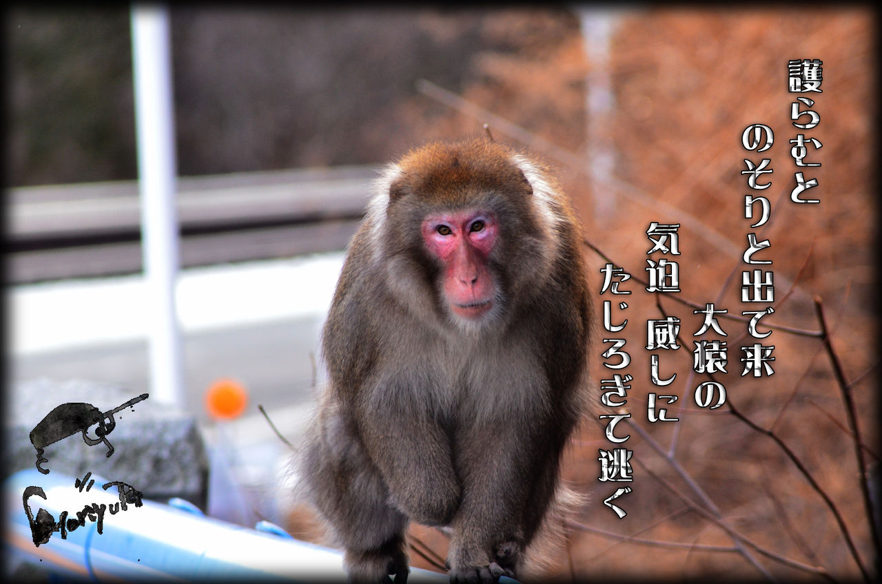 ボスのお仕事 軽井沢で短歌と写真と