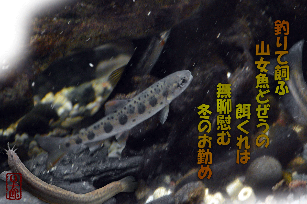 川 魚 軽井沢で短歌と写真と