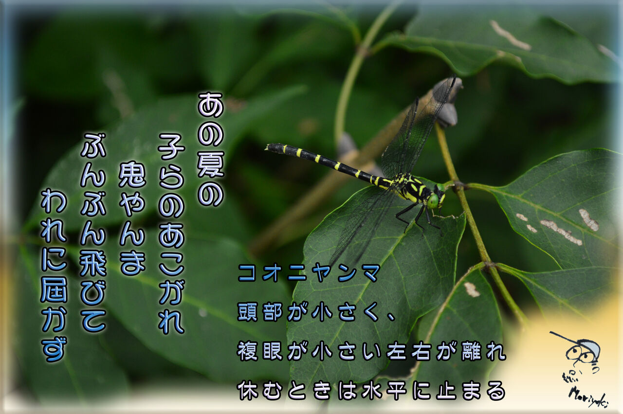 オニヤンマ 軽井沢で短歌と写真と