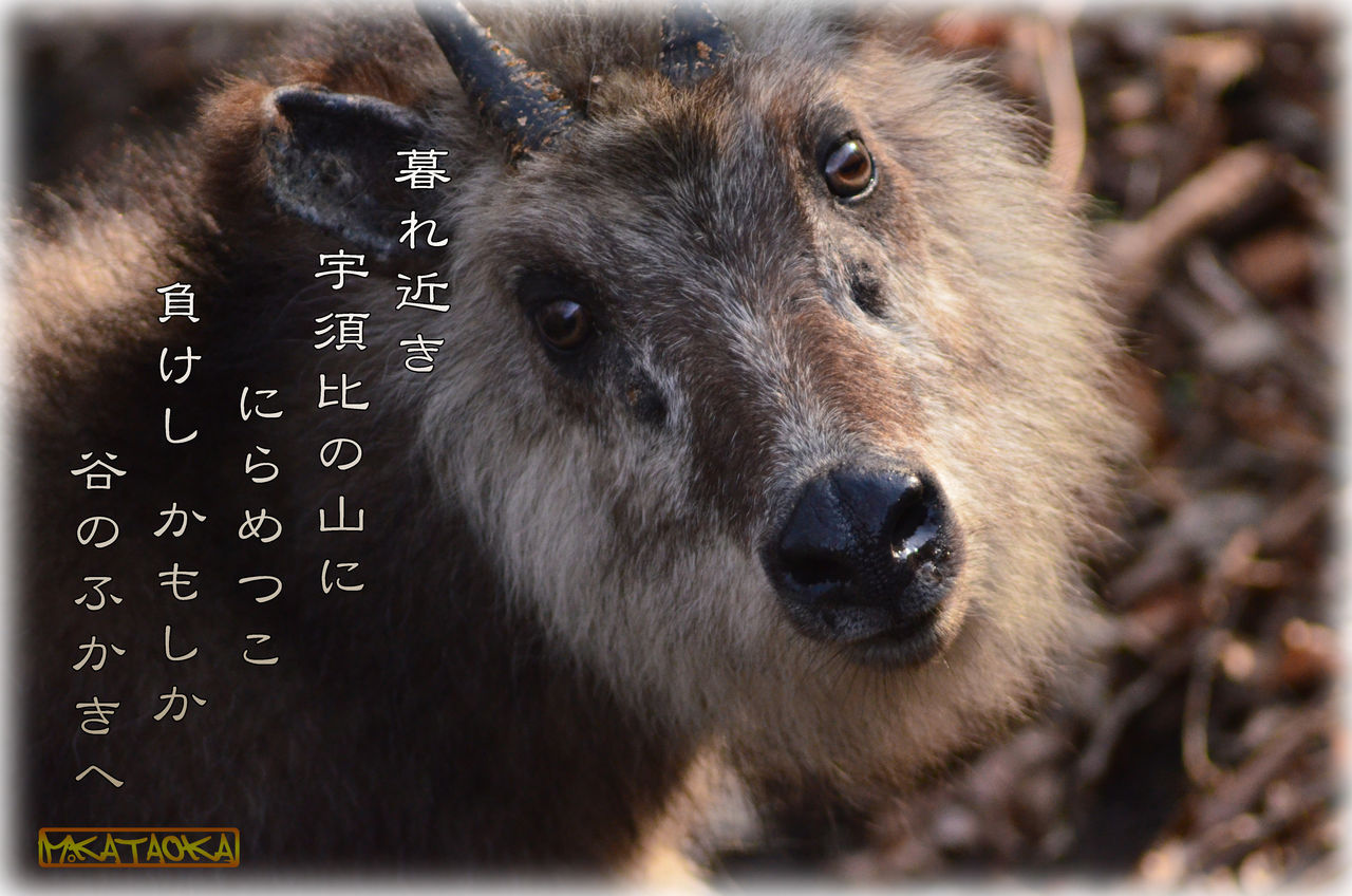 ウシ科カモシカ 軽井沢で短歌と写真と ウシ科カモシカ 軽井沢で短歌と写真と