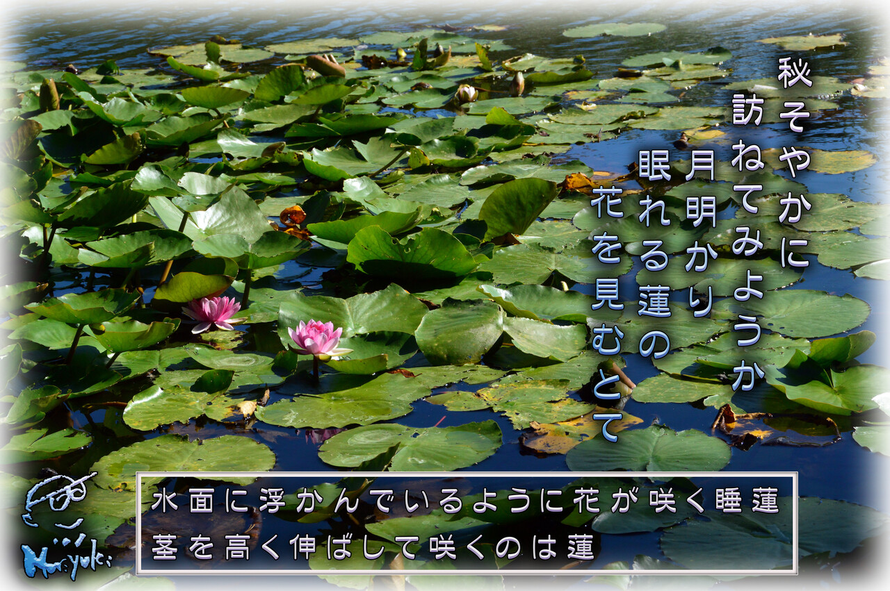 寝るの 睡蓮って 軽井沢で短歌と写真と