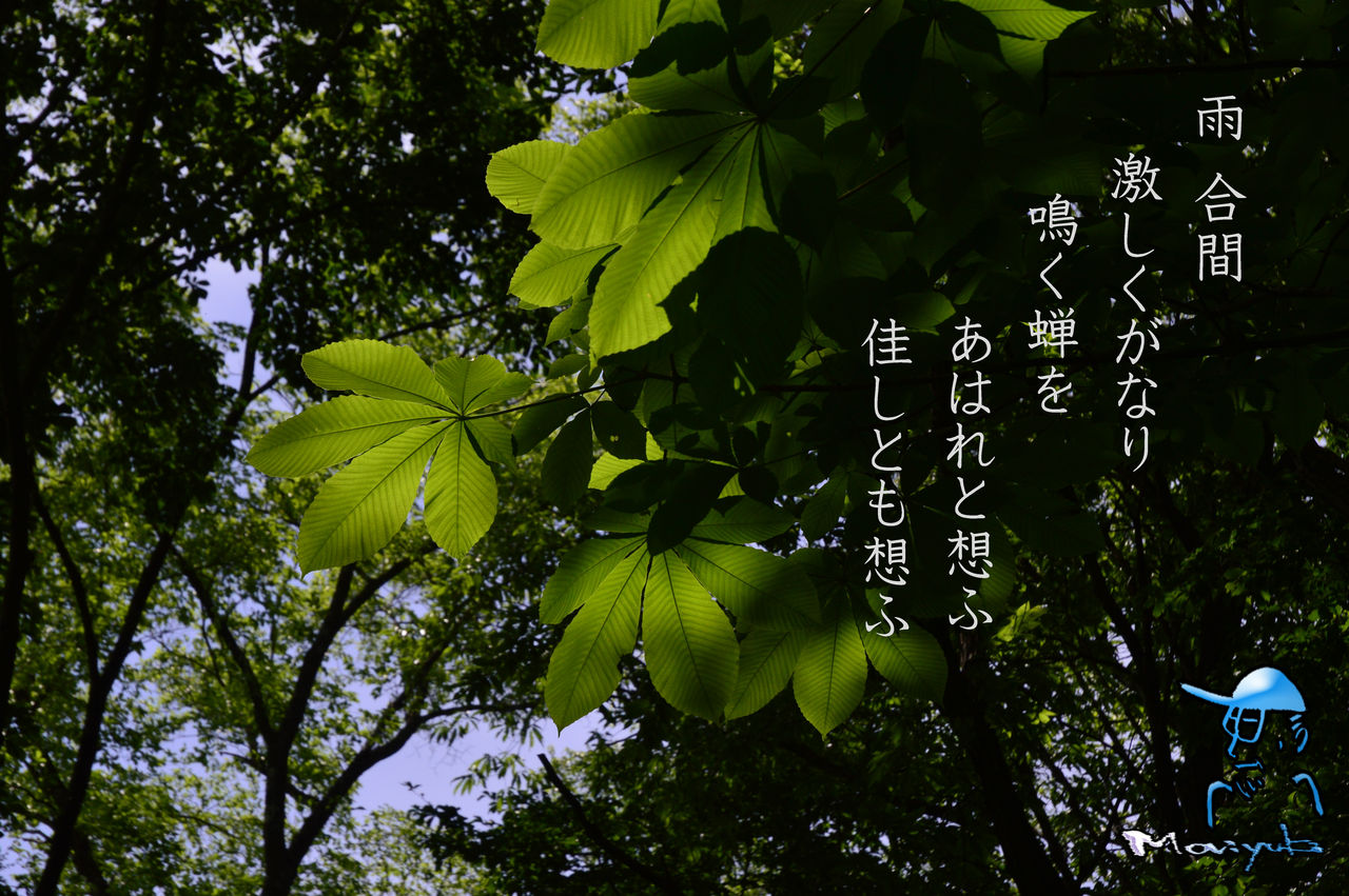 初夏のセミ 軽井沢で短歌と写真と