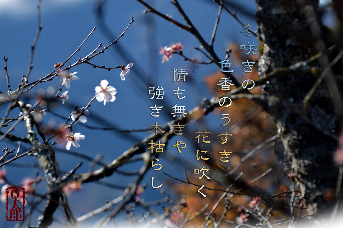 冬咲く 桜 軽井沢で短歌と写真と