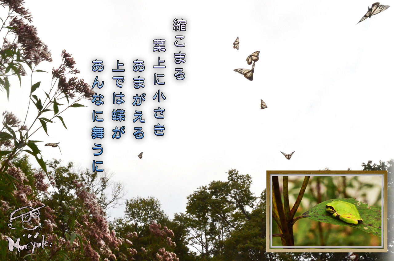 アマカエルちゃんとアサギマダラ 軽井沢で短歌と写真と アマカエルちゃんとアサギマダラ 軽井沢で短歌と写真と