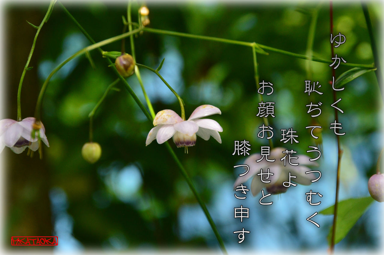 蓮華升麻の花は 軽井沢で短歌と写真と