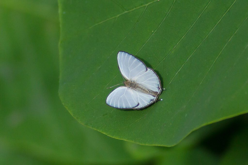 ヒメギフチョウ56頭 長野県のヒメギフチョウ（2021年4月22日・5月3日～4日
