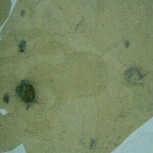 ヒメタニシ 田んぼと遊ぶ