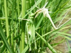変身を成し遂げたコイキン コメツキバッタは米を搗いているのではない 田んぼと遊ぶ 変身を成し遂げたコイキン コメツキバッタは米を搗いているのではない 田んぼと遊ぶ