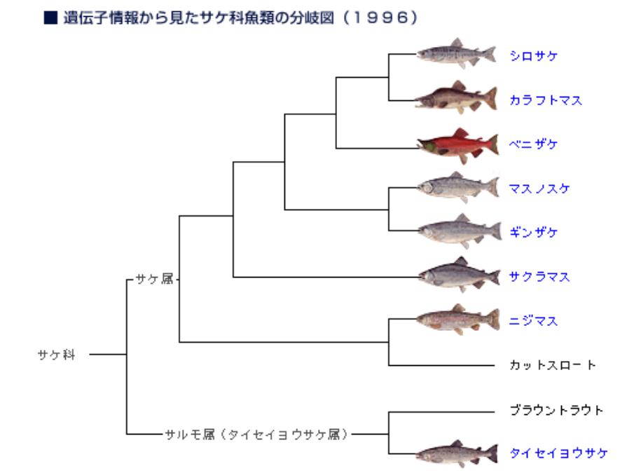 鮭と鱒とサーモンとトラウト 燃えるゴミは明日