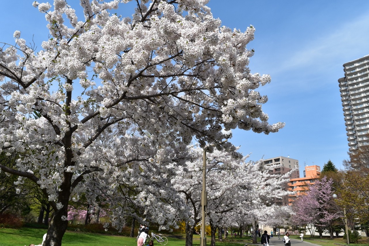 中島公園の桜 燃えるゴミは明日 中島公園の桜 燃えるゴミは明日