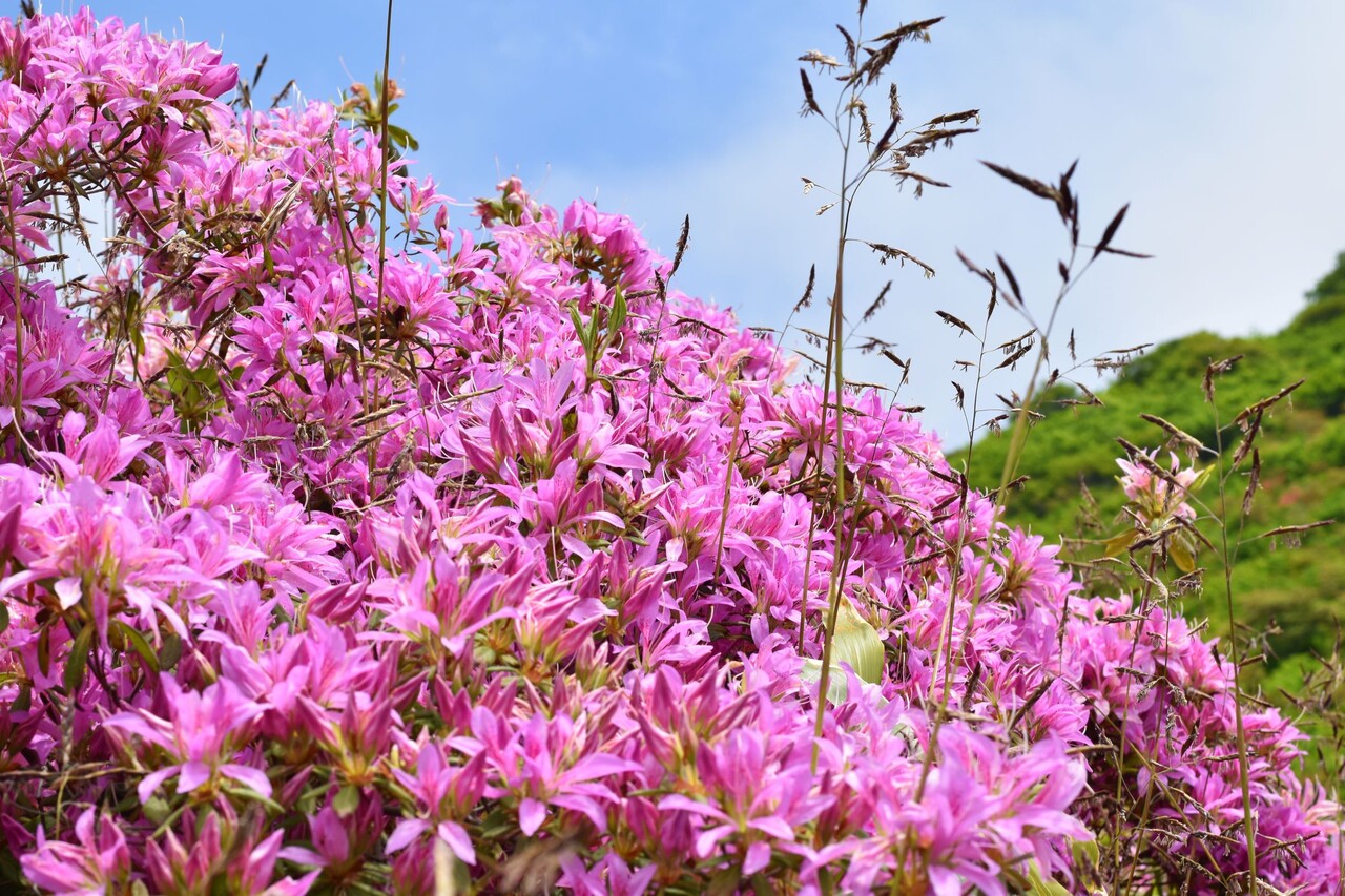恵山の躑躅 燃えるゴミは明日