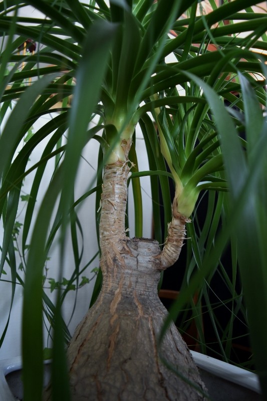 ポニーテール トックリラン 燃えるゴミは明日