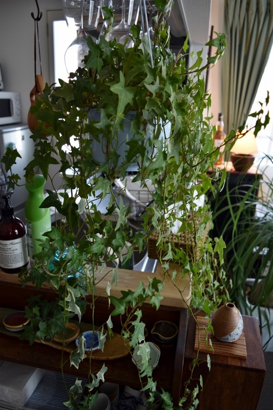 ポニーテール トックリラン 燃えるゴミは明日