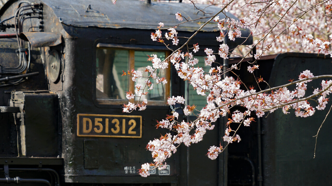 桜山公園のSLと桜（深川） : 燃えるゴミは明日