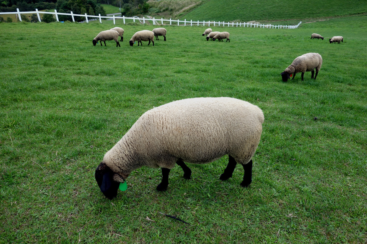 羊と雲の丘（士別） 燃えるゴミは明日