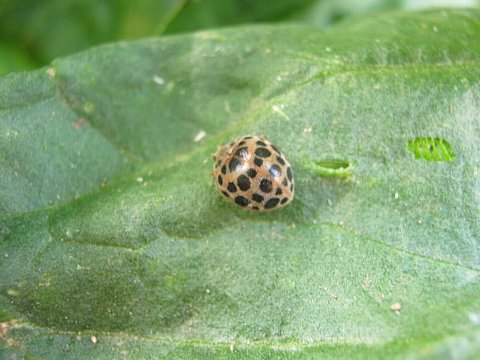 夏野菜の害虫駆除 捕殺 はたぶろ 夏野菜の害虫駆除 捕殺 はたぶろ