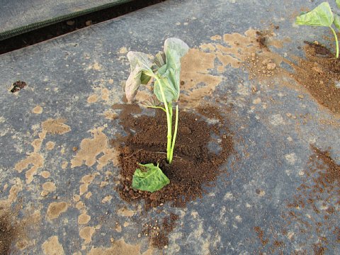 サツマイモ栽培 苗の準備 植え付け はたぶろ サツマイモ栽培 苗の準備 植え付け はたぶろ