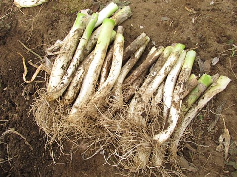 とう立ちした長ネギの切り戻し はたぶろ とう立ちした長ネギの切り戻し はたぶろ