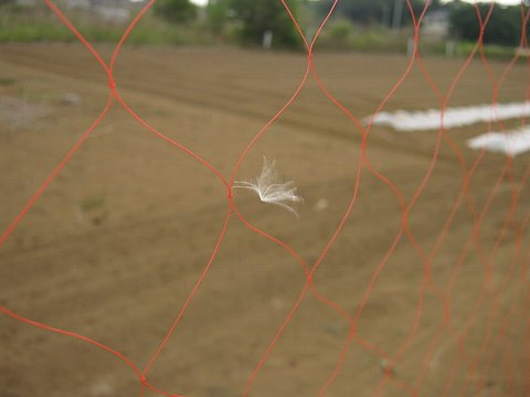 13年 スイカの鳥害対策 はたぶろ