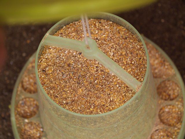 鶏の自動給餌器がオススメ はたぶろ