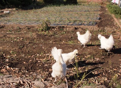 烏骨鶏大活躍 はたぶろ