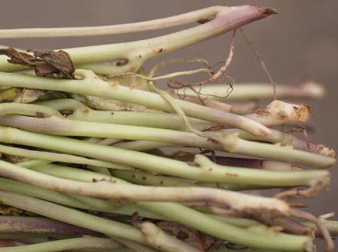 サツマイモ栽培 苗の準備 植え付け はたぶろ