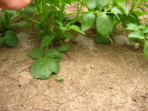 じゃがいも 追肥と土寄せなど はたぶろ じゃがいも 追肥と土寄せなど はたぶろ