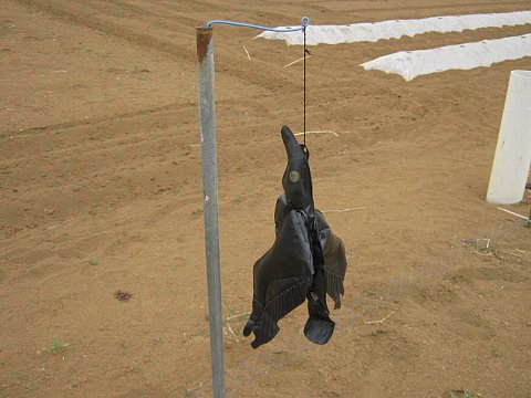 13年 スイカの鳥害対策 はたぶろ