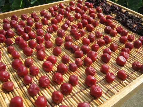 梅干しの土用干し はたぶろ