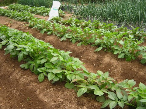 じゃがいも 追肥と土寄せなど はたぶろ