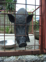 �֤�����