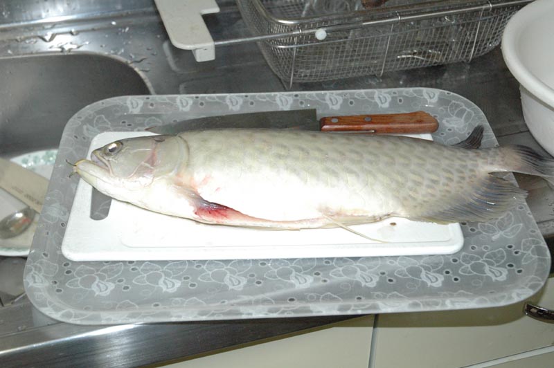 まな板のアロアナ 気球の世界