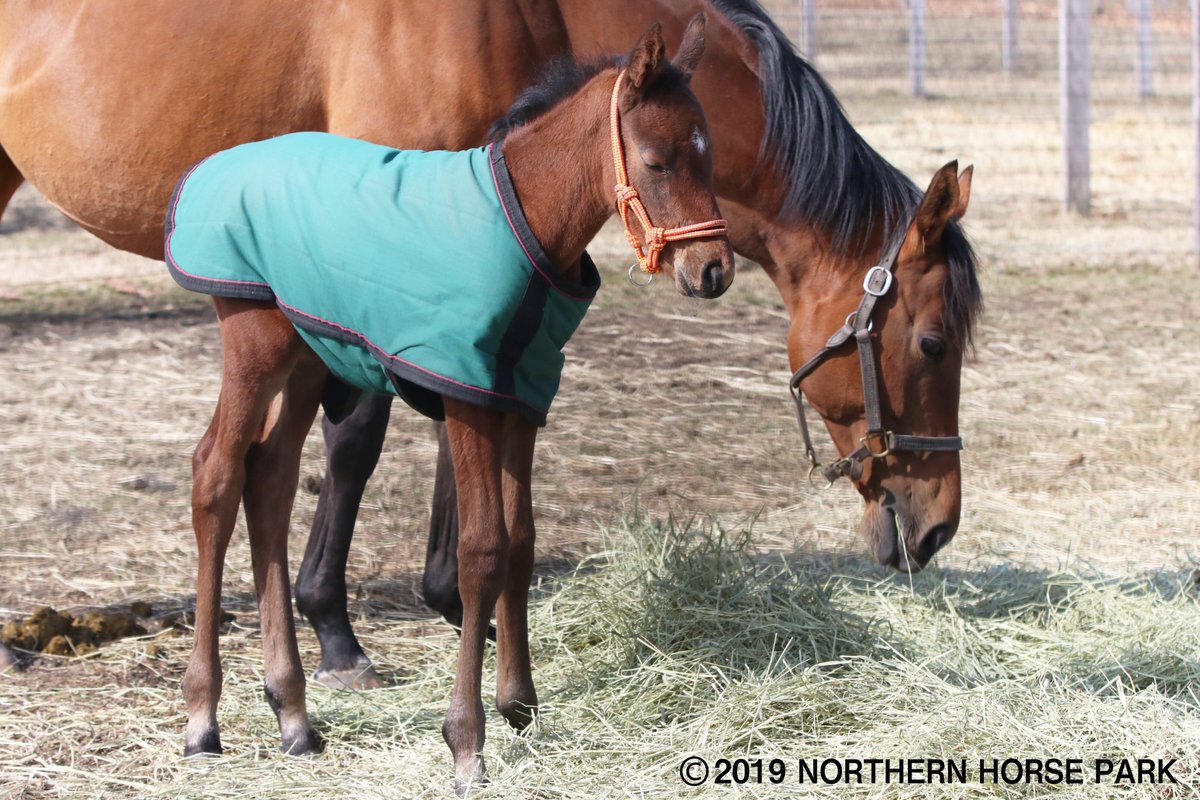 悲報 オルフェーヴル 今年の種付け頭数５５頭 競馬公民館