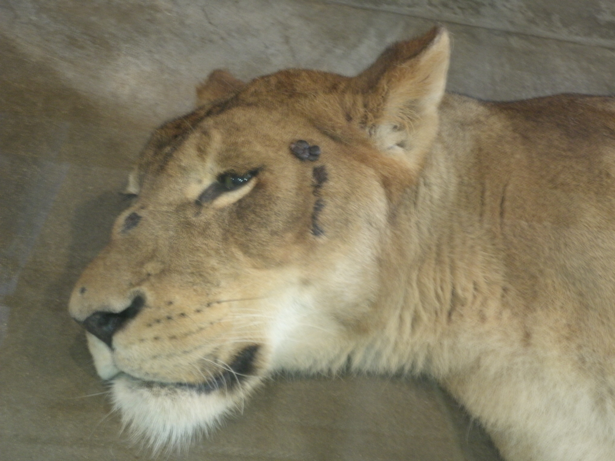 私もビックリ 愛しのわが脳内麻薬
