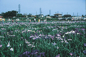 photo_11l[1]