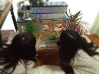 みかこさんの金魚