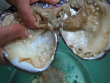 蘇州淡水真珠の養殖場を見学してきました 蘇州はハオチー