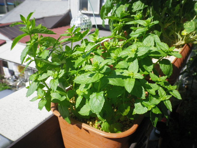 ペパーミントとレモンバームが大繁殖 ペパーミントの収穫で事件発生 Hybrid Force