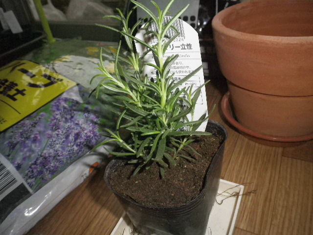 ローズマリーを植え替えよう Hybrid Force ローズマリーを植え替えよう Hybrid Force