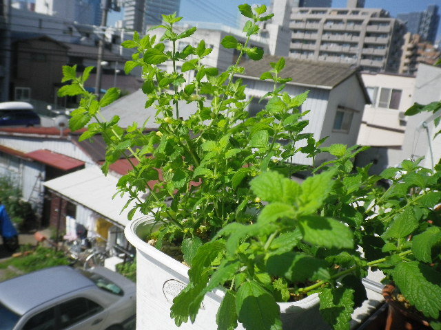 ペパーミントとレモンバームが大繁殖 ペパーミントの収穫で事件発生 Hybrid Force