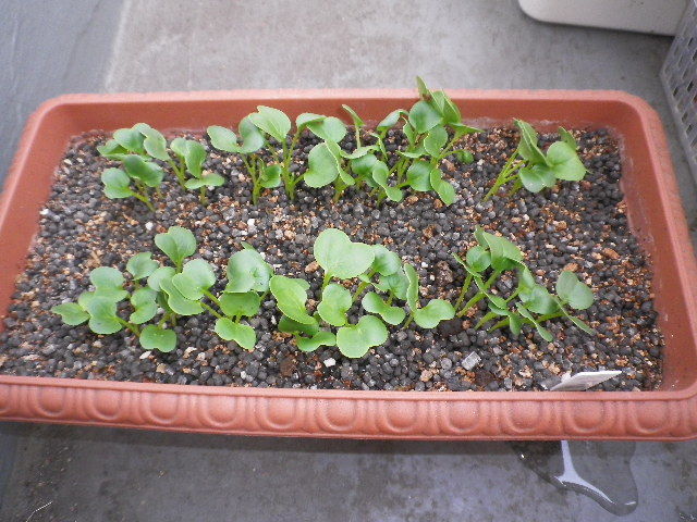 間引きラッシュ その４ 葉大根 Hybrid Force