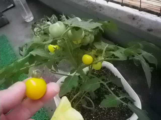 レジナエローも収穫 レジナ祭り継続中 Hybrid Force