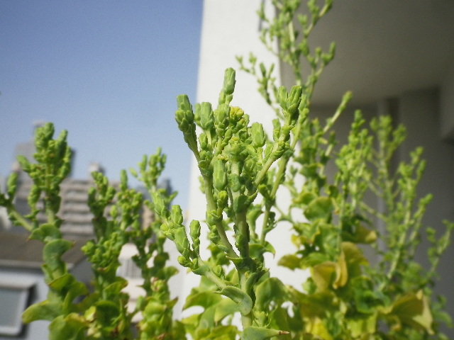 サンチュの花はいつ咲くのでしょうか Hybrid Force