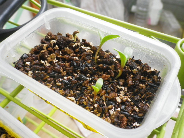 ポットマリーゴールドの鉢上げ Hybrid Force