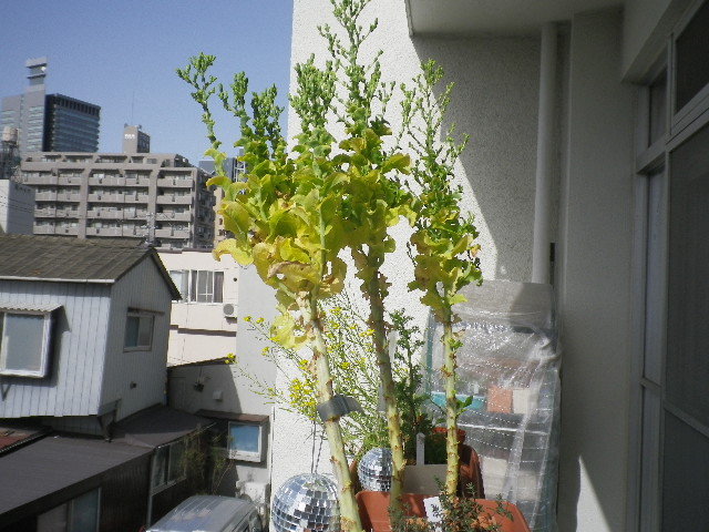 サンチュの花はいつ咲くのでしょうか Hybrid Force