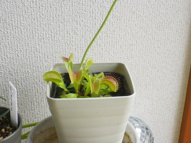 ハエトリソウの花芽が長い Hybrid Force ハエトリソウの花芽が長い Hybrid Force