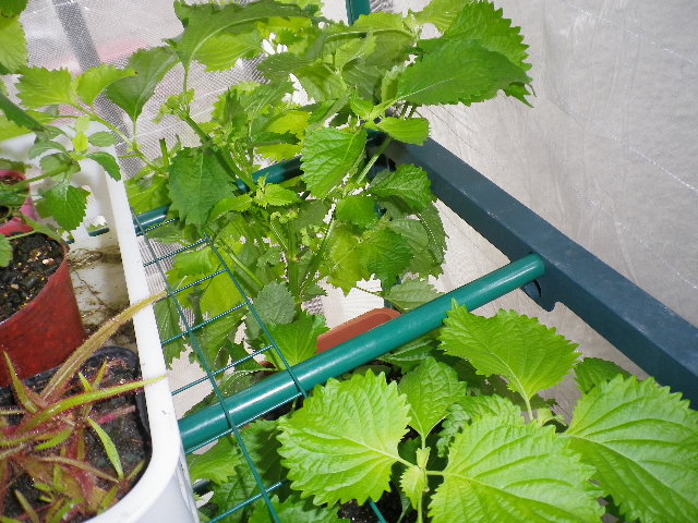 コンモリそだった大葉の成長にかげりが Hybrid Force