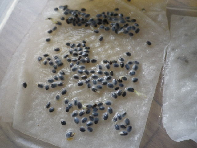 バジルの発根確認 種蒔き Hybrid Force